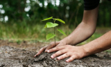 Chambly : nouveau programme de subvention pour la plantation d’arbres
