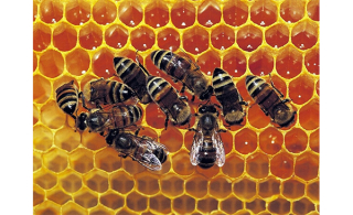 Ruches urbaines à Chambly : opération extraction du miel, ce samedi