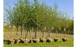 La Ville de Richelieu adopte un programme d’aide financière pour le contrôle des frênes et la plantation d’arbres