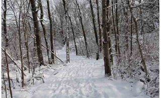 Marche nocturne au parc naturel des Ruisseaux, samedi 25 janvier 2025