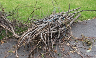 Collecte gratuite de branches d’arbres à Carignan