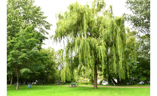 Le parc des Rapides (Photo: Ville de Chambly)