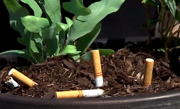Un mégot de trop ! : Mise en garde contre les feux de paillis et de terre noire causés par un article de fumeur